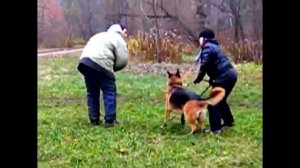 Немецкая овчарка защита хозяина