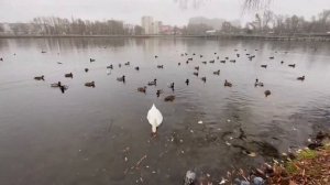 Казань, озеро, белые лебеди и не только