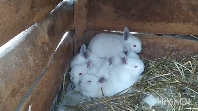 Калифорнийские кролики | На хуторе | Крольчата рождаются и растут | Обзор смотреть онлайн