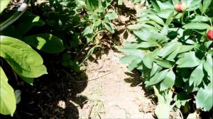 Чем подкормить ПИОНЫ во время формирования бутонов?