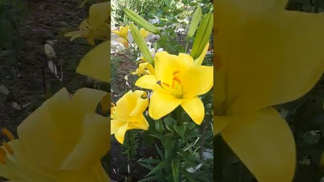 Лилия Трубчатая Йеллоу Планет (Lilium trumpet hybrids Yellow Planet)