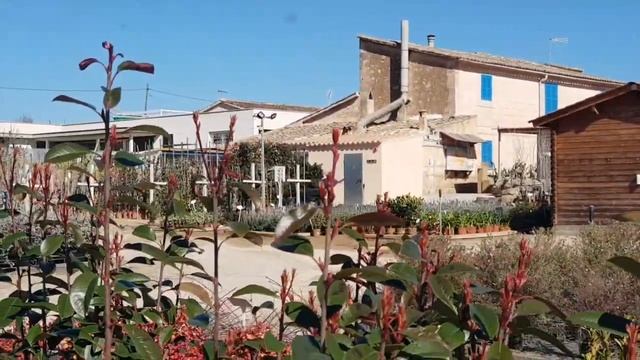 Déjame que te la presente...- Cap. 4 Photinia Red Robin смотреть онлайн