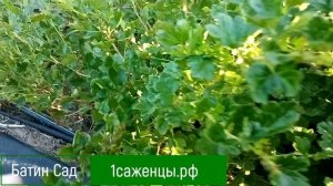 Крыжовник Блушер