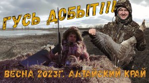 Гусиная охота на Алтае / Добыли первого гуся / Весна 2023 / Алтайский край