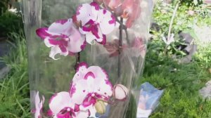 Новинки в коллекцию? И немного пользы для новичков: как выглядят корни, которые хотят пить??