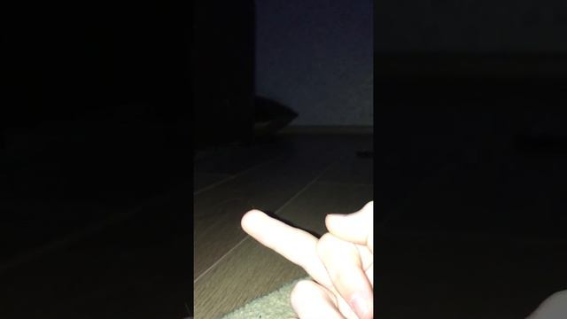 Что будет если коту показать фак смотреть онлайн