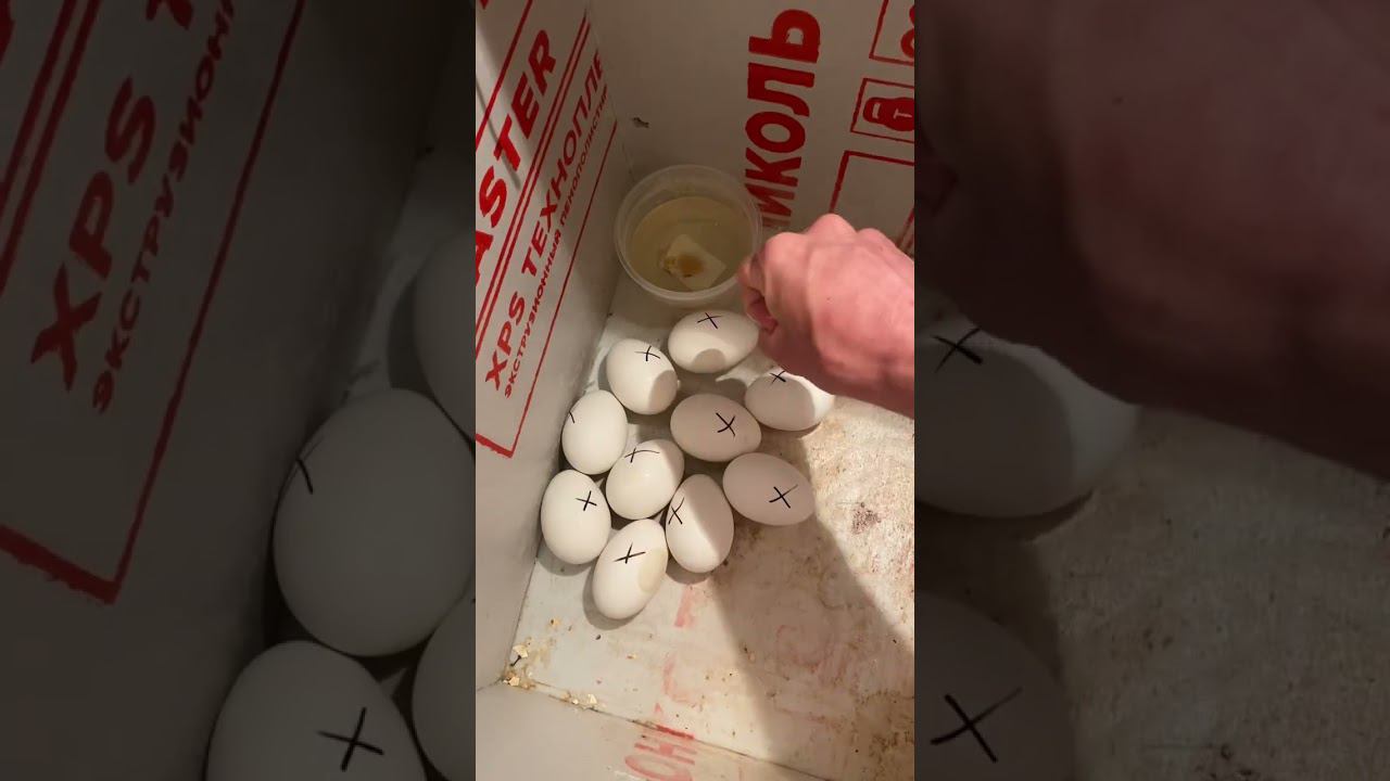 Как появляются гусята смотреть онлайн