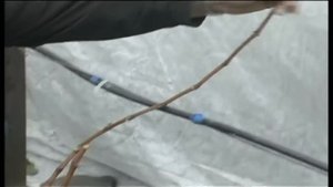 Работы на винограднике в октябре www.vinograd-kriulya.com