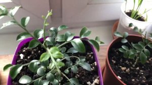 Мурайя Гималайская, Вэви лиф, Гном, мин-а-мин, Минима .