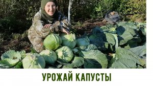 Урожай капусты 2020. Удмуртия.