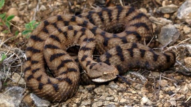 BIOLOGIK QUROLLAR VA KIMYOVIY QUROLLARNING QADIMGI DAVRLARDA QO'LLANILISHI TARIXIY FAKTLAR