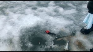 Зимняя ловля форели и сига на платниках