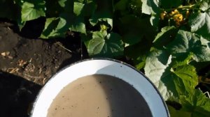 Огурцы МЕШКАМИ! Подкормите ЭТИМ свои растения!