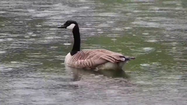 Красивая Музыка Релакс \ШУМ ДОЖДЯ \ МЕЛОДИЯ ДЛЯ СНА \ ЛЕЧЕБНАЯ ИНСТРУМЕНТАЛЬНАЯ МУЗЫКА ДЛЯ МЕДИТАЦИ смотреть онлайн