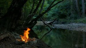 Почему айва цветет, но не плодоносит?