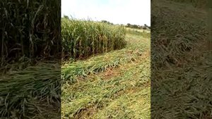 Покос укос суданки калым
