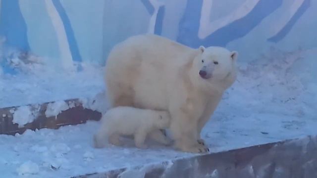Прервал сон медвежат  звук вертолета...
