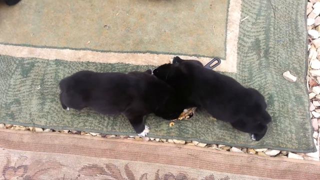 щенки кушают-1 смотреть онлайн