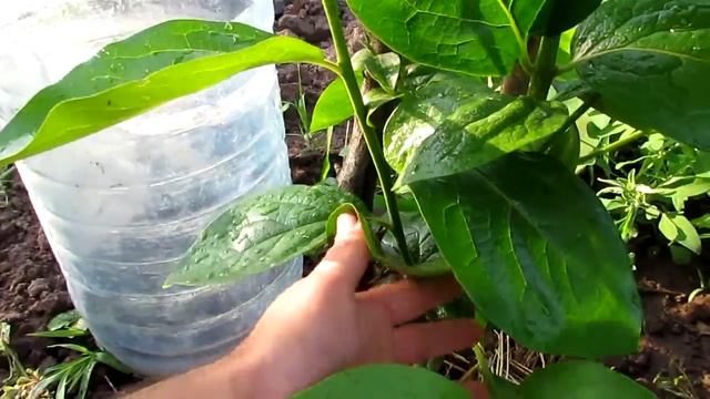 Хурма.как проснулась после неудачной зимовки смотреть онлайн