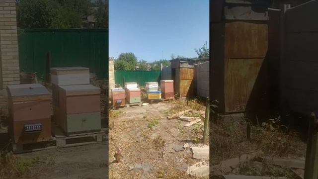 Работа облетника на акации! смотреть онлайн