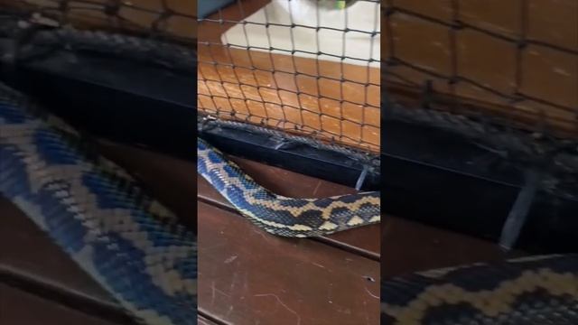 Cheeky python trying to enter a cat cage!