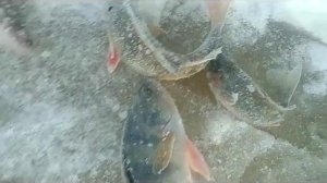 Зимняя рыбалка на удочку / Winter fishing on the fishing rod. Томская область река Васюган.