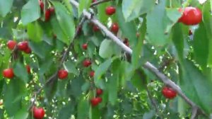 Черешня.Как сохранить урожай черешни от поедания скворцами