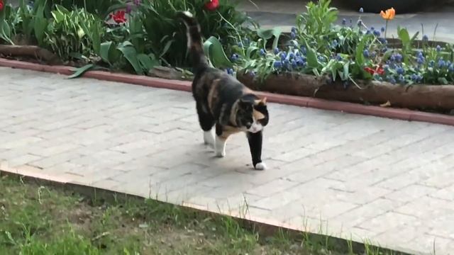 Лето / дачная жизнь/ кошу траву / куры на выпасе