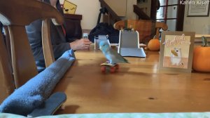 Попугай - скейтбордист