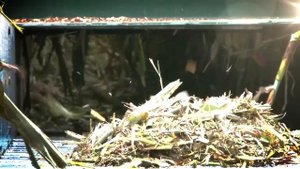 Сбор Сорго и производство уникального сахара