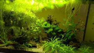 126 l Eheim Vivaline led