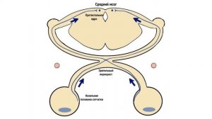 Зрачковый рефлекс. Анатомия, оценка рефлекса.