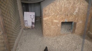 Заготовка мяса бройлеров Хаббард |45 дней -вес впечатляет | В деревне. Сибирь!