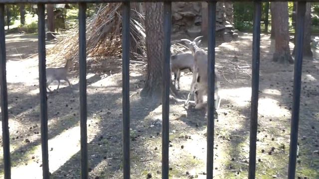 козлы дерутся новосибирский зоопарк 04 09 16 смотреть онлайн