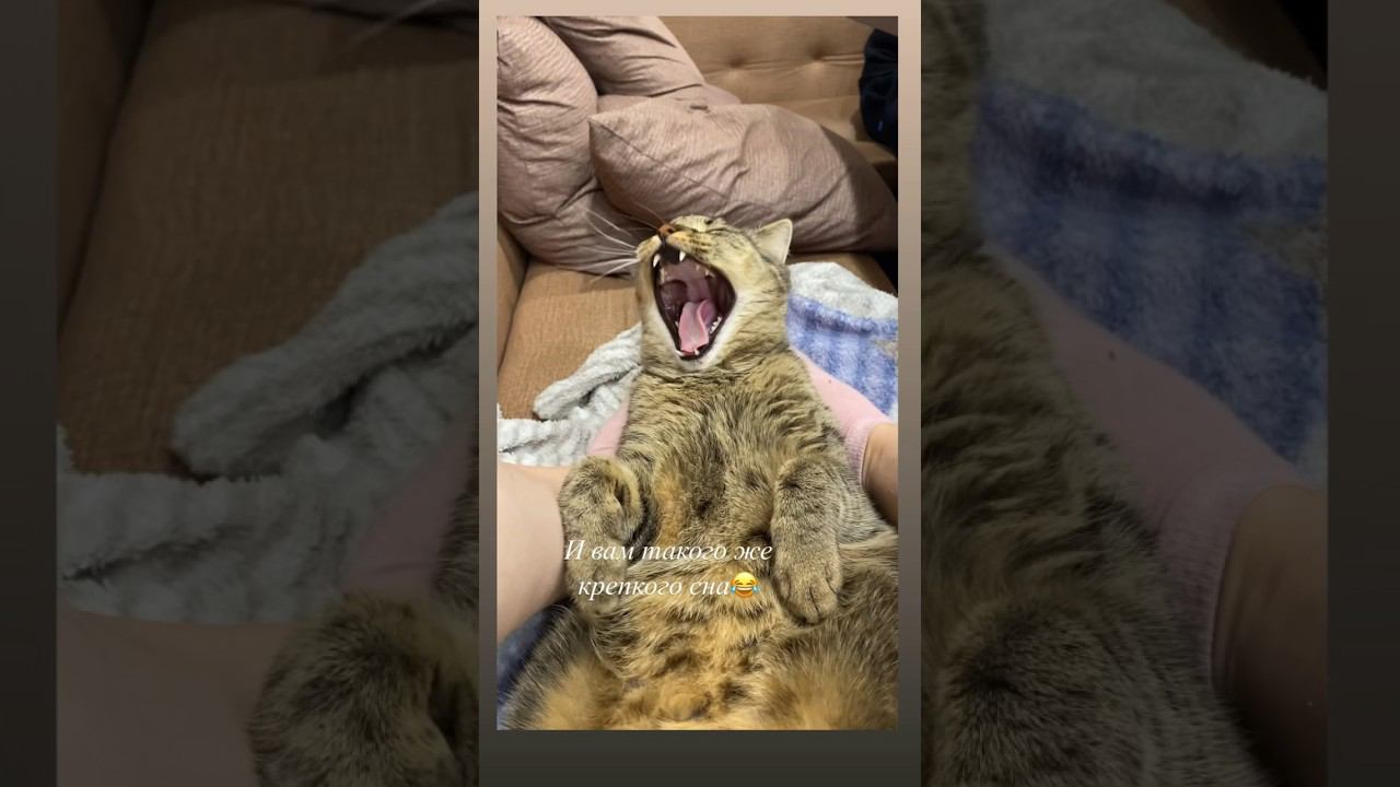 #funny #безкотаижизньнета #cutecat #cat #котики #animal #приколыскотами #шортс #shortvideo