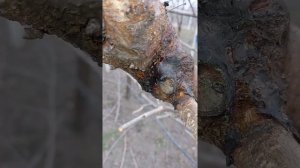 черешня регина и кордия