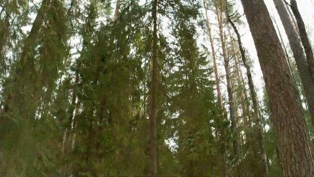 Маленькое путешествие к БОЛЬШОЙ ЕЛИ. Музыкант в отпуске