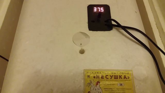 27-й день инкубации гусиных яиц. Овоскопирование.