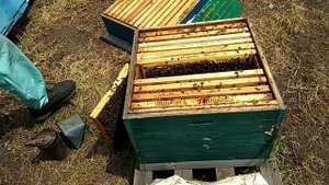 Как поставить пчёлам второй корпус , мой вариант.