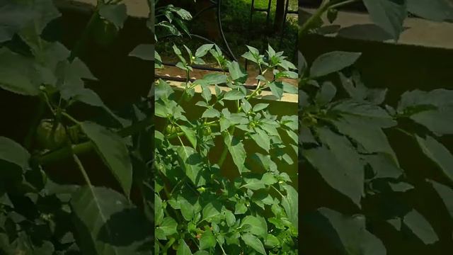 Golden berry plant(sodakku thakkali sedi).