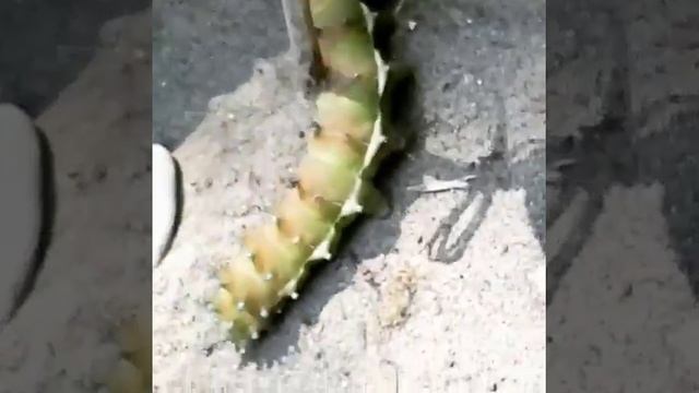 гигантская гусеница гусеница убийца пожирающая людей смотреть онлайн