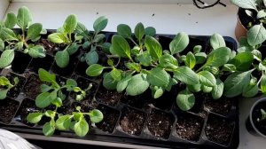 Ампельная ПЕТУНИЯ от "А до Я." От посева и до цветения.