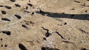 Змея. Никольское. Медянка, уж или гадюка???