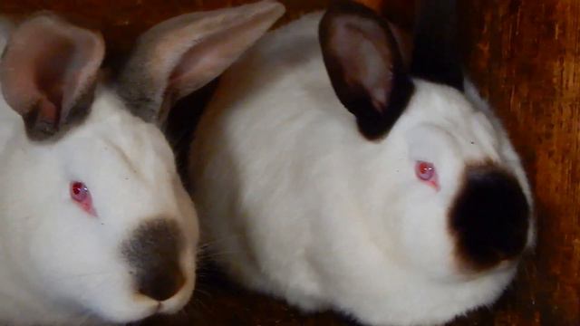 Мои кролики , индюки, чудесный день.. смотреть онлайн