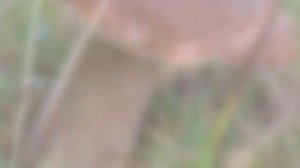 Полигон под Лугой .