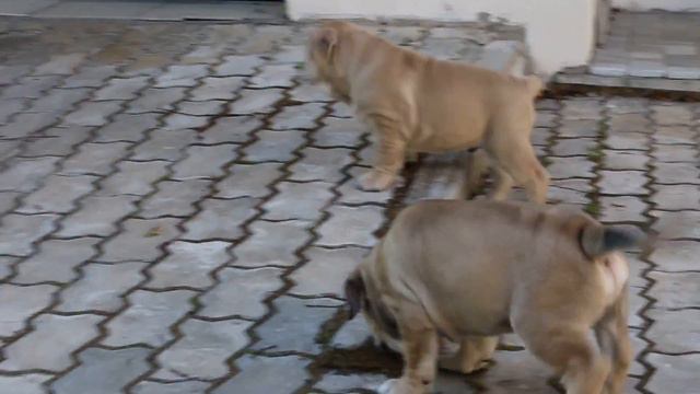 Щенки Ка де Бо 7 недель. Питомник Гранд Марко смотреть онлайн