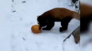 Adorable Red Panda Funny Supercut Compilation