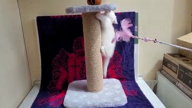 Пушистая кошечка шиншилла играет и залезает на когтеточку