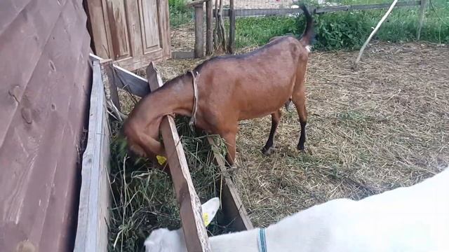 Интересности о козах. Интересные факты. смотреть онлайн