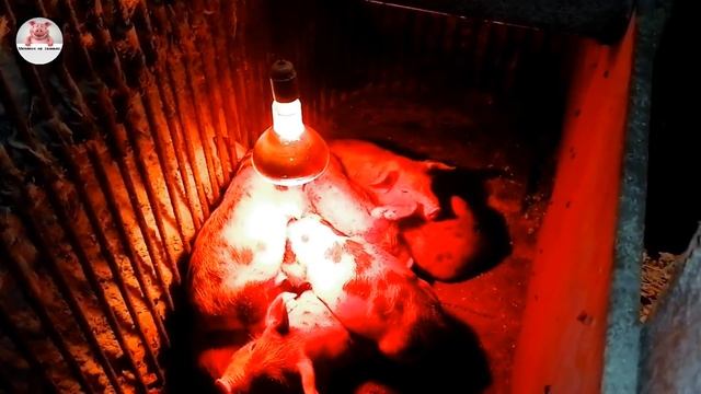 Опорос у породы Пьетрен. Чистая генетика залог успеха. Пьетрен , дюрок ,ландрас. смотреть онлайн